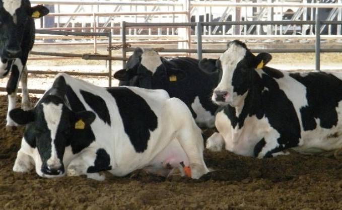 Près de 70.000 bovins vaccinés contre la fièvre aphteuse à El-Tarf