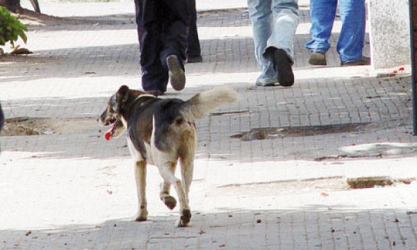 Mordu par un chien, il ya une vingtaine de jours: Un enfant décède au bidonville la CUMO