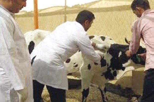 Tiaret: Des éleveurs mis en garde