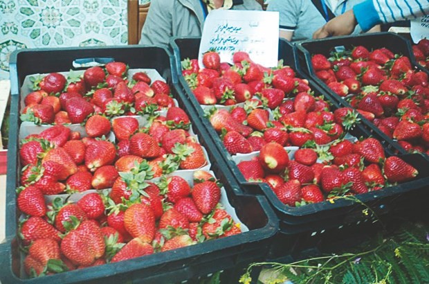 Algérie:Une production de 14.000 tonnes de fraise attendue à Jijel