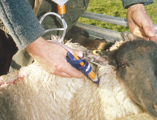 Campagne de vaccination contre la vérole, la rage et la fièvre aphteuse / Les ovins, les vaches laitières et les chiens ciblés