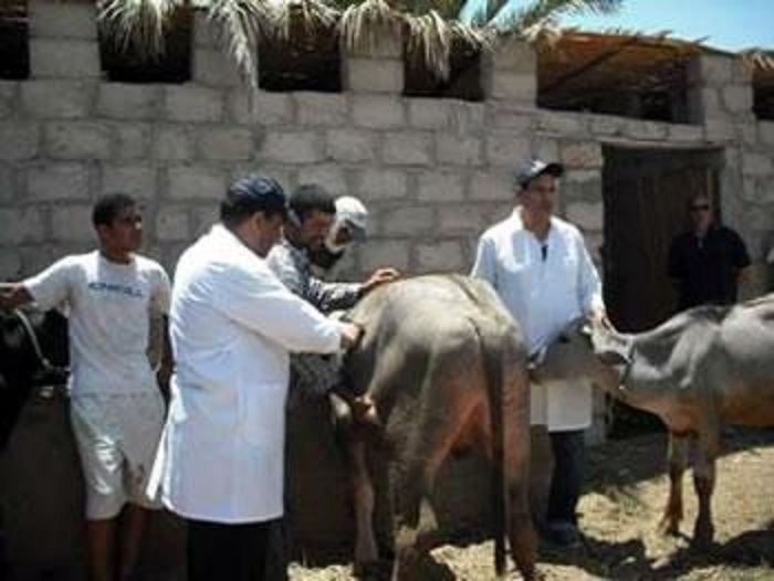 Tizi Ouzou: Alerte à la fièvre aphteuse