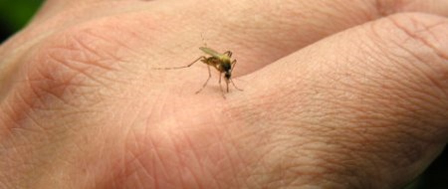 Naâma: Lancement d’une campagne de lutte contre la leishmaniose