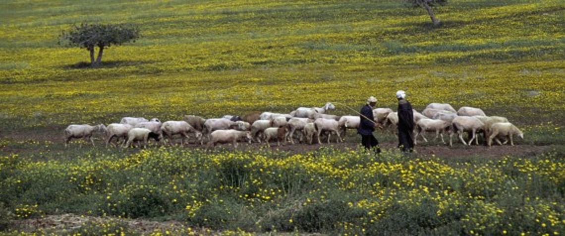 Colloque sur la sécurité alimentaire en Algérie en mai à Alger