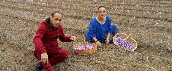 Louisa et Mustapha, le couple qui sème sur son passage « l&rsquo;or rouge »