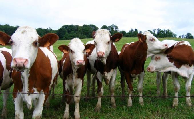 Oran: 21.000 têtes ovines et bovines seront vaccinées