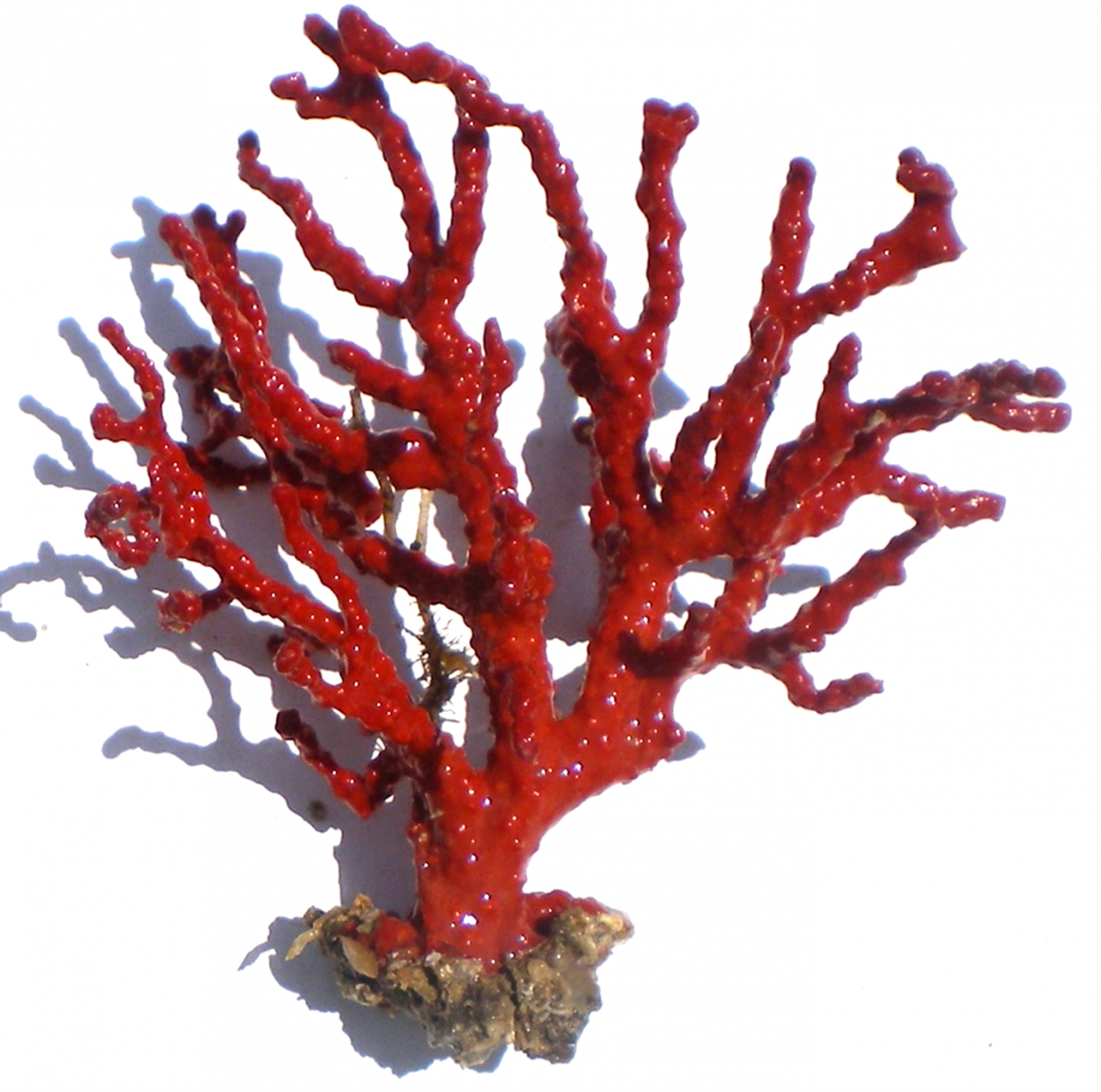 4 braconniers arrêtés en possession de plus 7 kg de corail