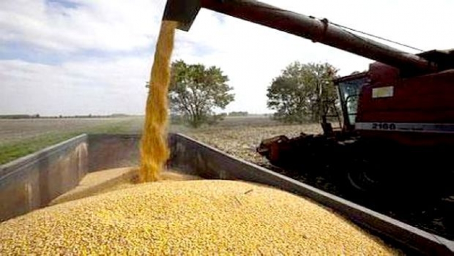 Lancement de la campagne de moissons-battages: Environ 450 000 quintaux de céréales attendus à Aïn-Temouchent