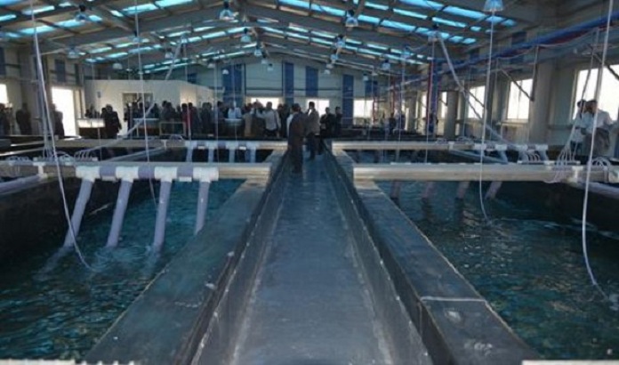 L’aquaculture seule solution susceptible de couvrir le déficit en production piscicole en Algérie