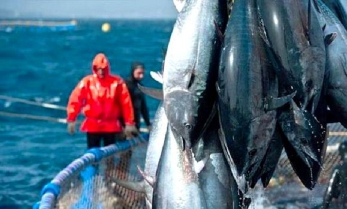 Thon rouge: la campagne de pêche lancée dès vendredi