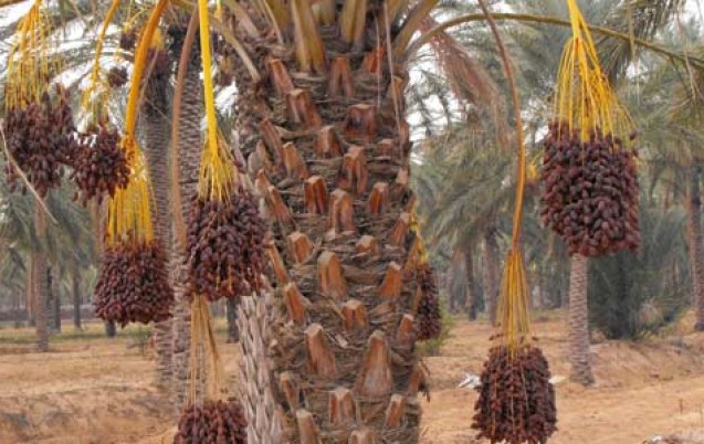 Lutte contre le Boufaroua et le Myelois : Plus de 85 millions DA pour la campagne