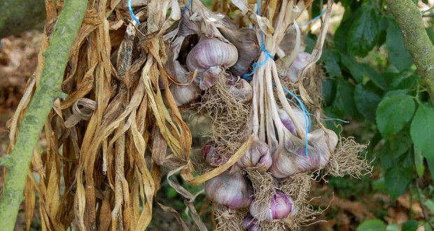 Mila: Une récolte de 60 000 tonnes d’ail attendue