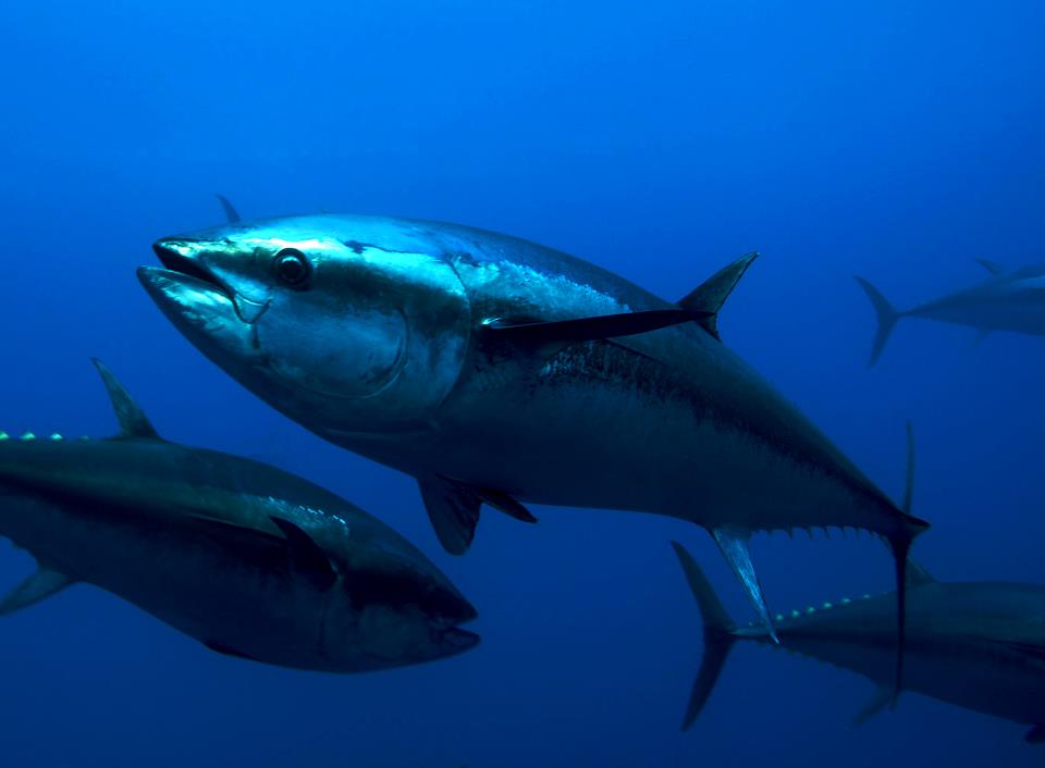 Pêche: Le thon rouge débarque à Mostaganem