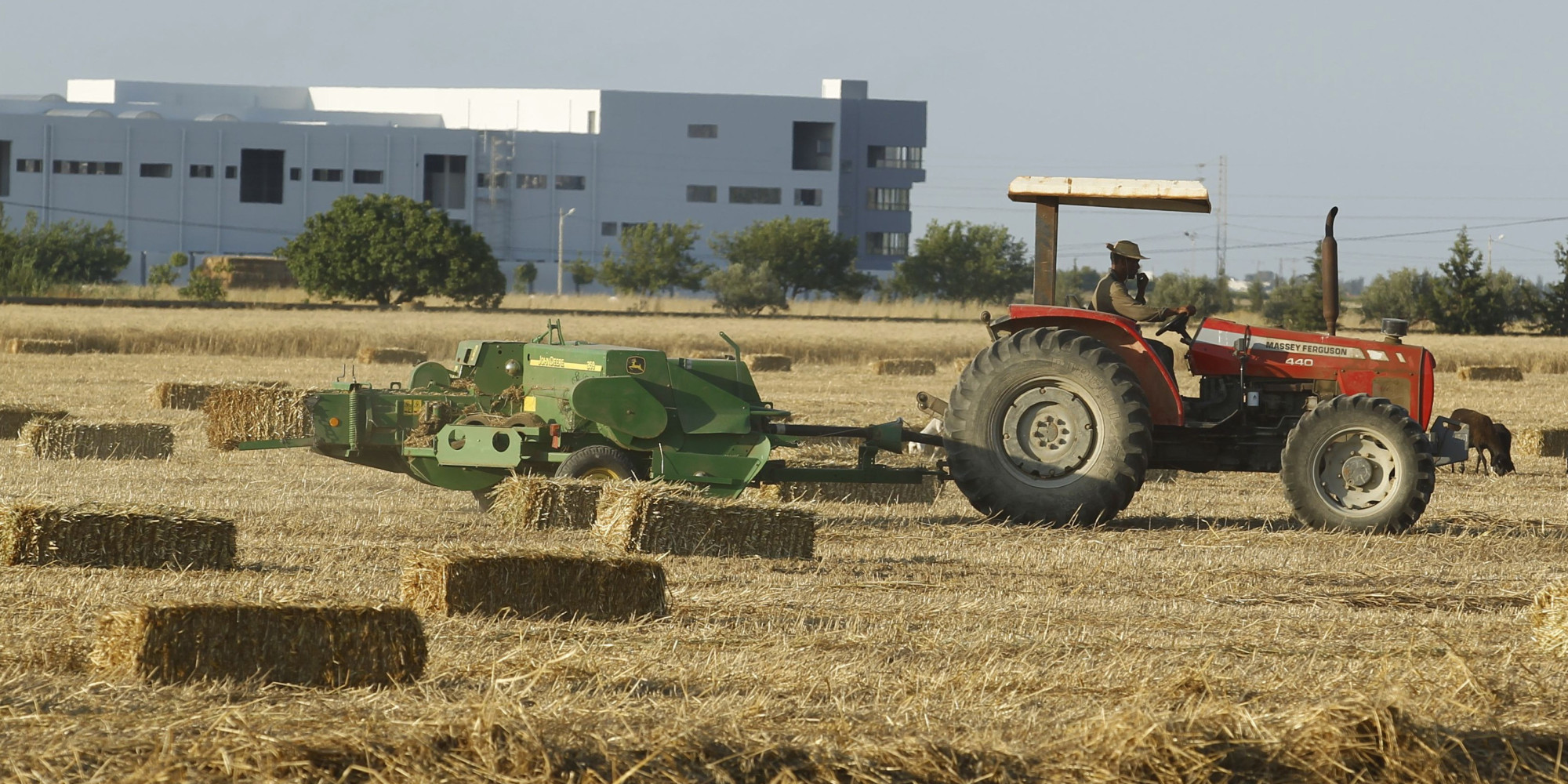 Agriculture urbaine à Ras El-Ma (Sétif): Les riverains dénoncent les nuisances