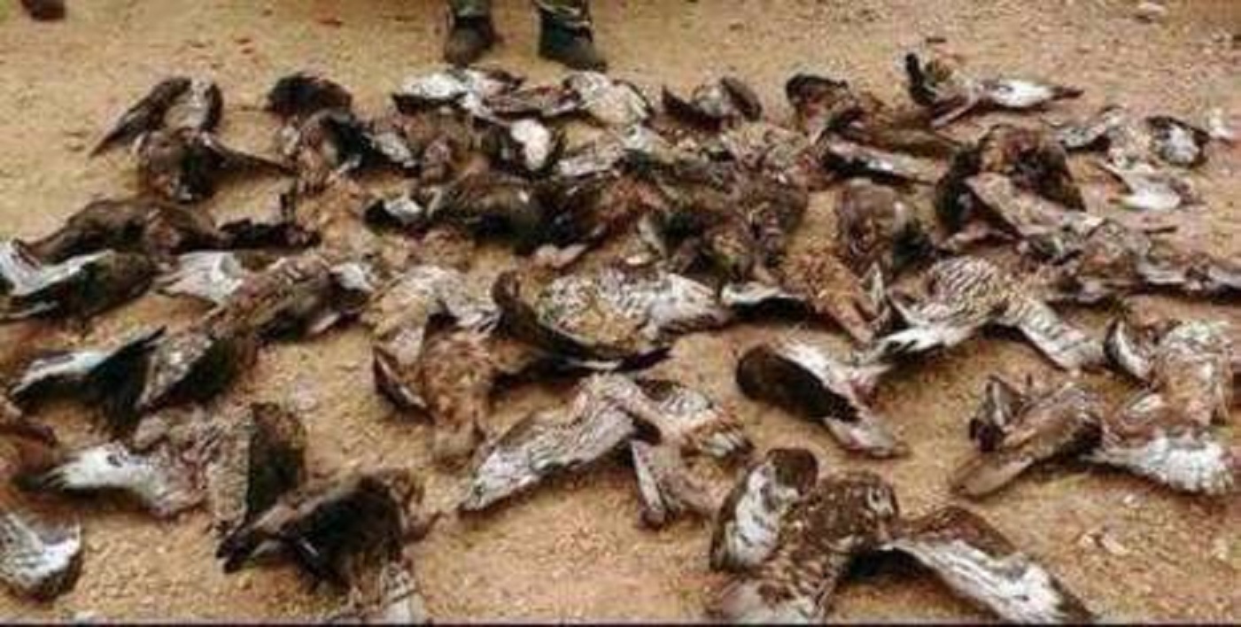 Journée internationale de la biodiversité biologique à Ouargla : Halte au braconnage et au commerce illicite des animaux