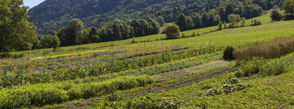 Relizane: Les herbes sèches, un danger à éradiquer