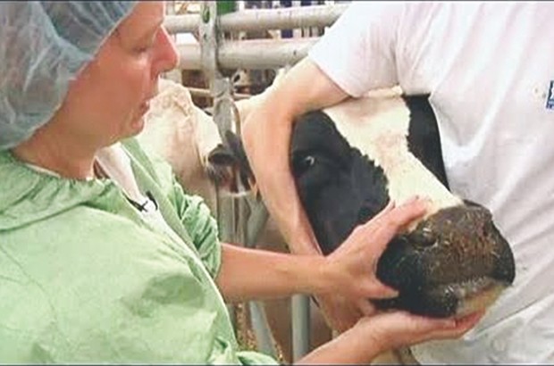 La maladie est combattue avec un vaccin contre le sérotype O: Fièvre aphteuse A : la vraie vaccination n’a pas encore commencé