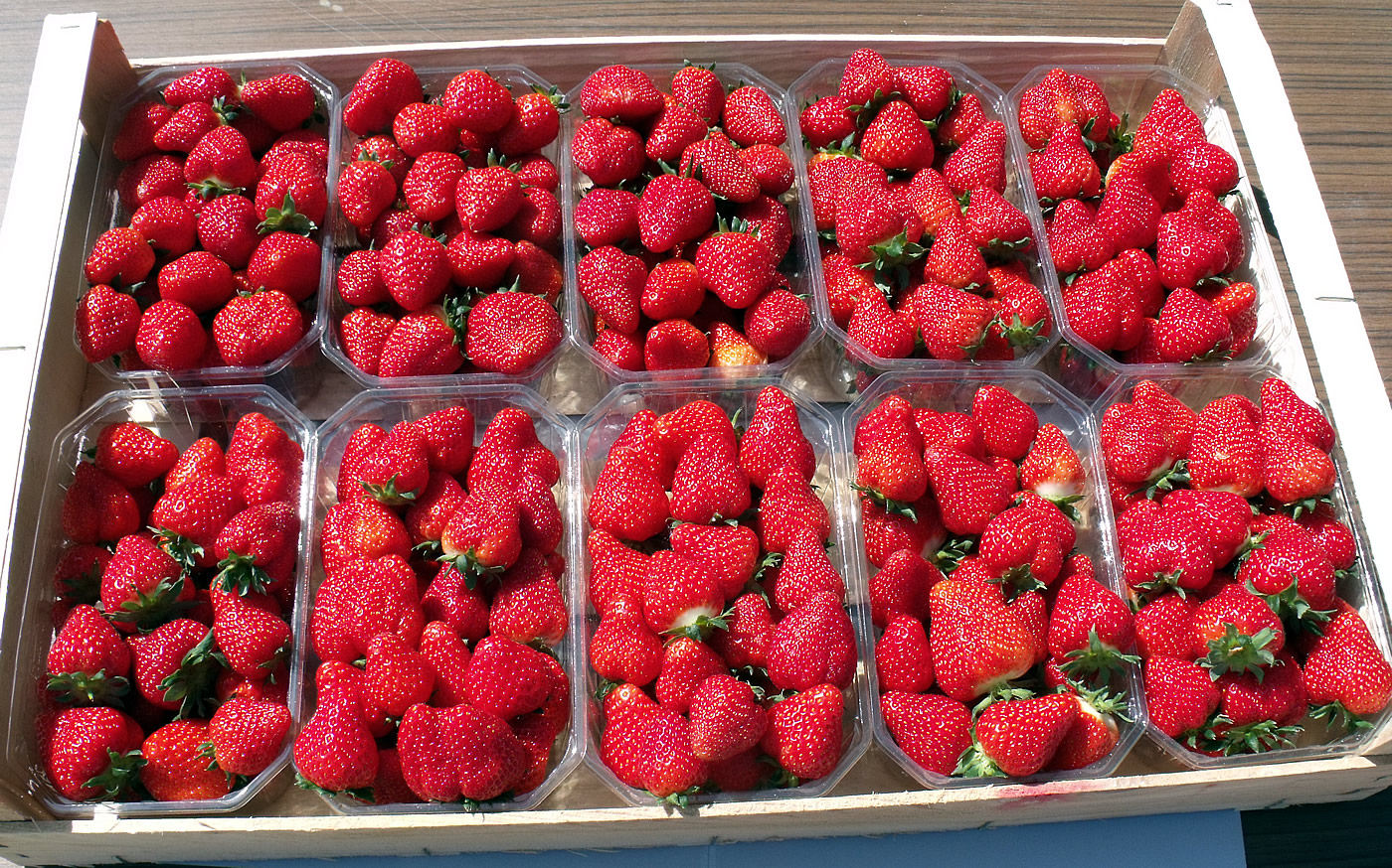 Tipasa: La fraise, reine de la foire agricole