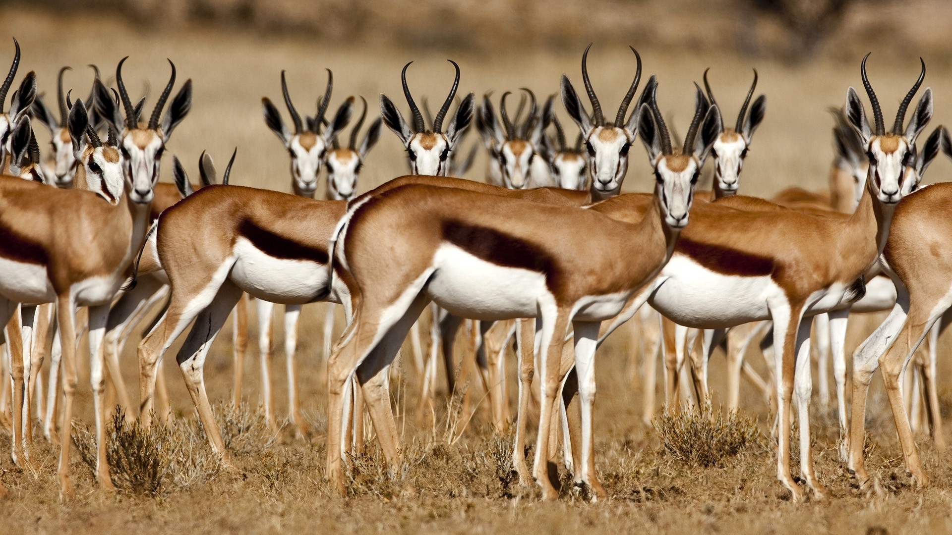 Naâma: 250 gazelles lâchées dans la nature