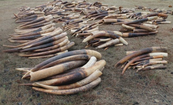 Démantèlement d’un réseau de trafic d’ivoire à Laghouat