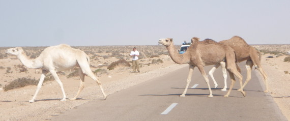 Ghardaia: un bus percute un chameau, 34 blessés