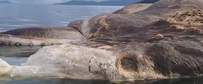 Cette énorme créature marine morte a échoué sur une île et tout le monde capote