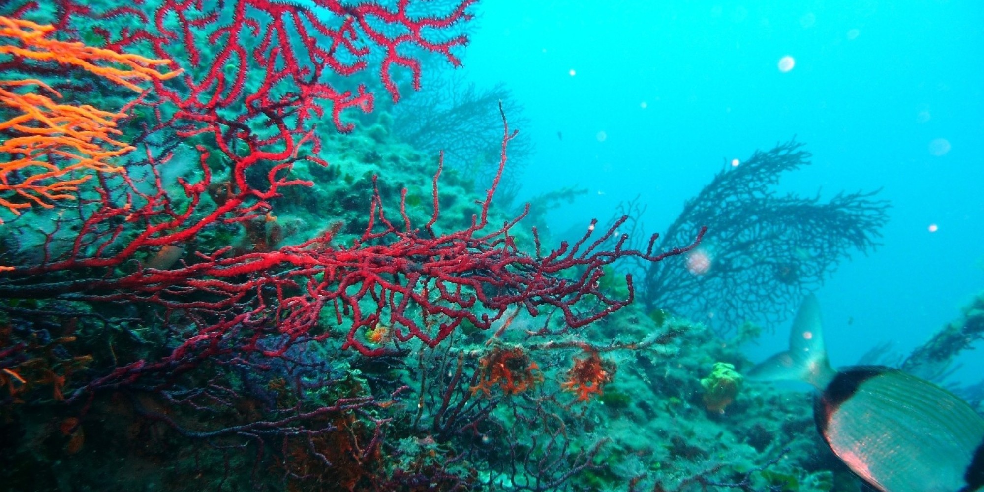 Pêche: la traçabilité du corail définie par un arrêté interministériel (JO)