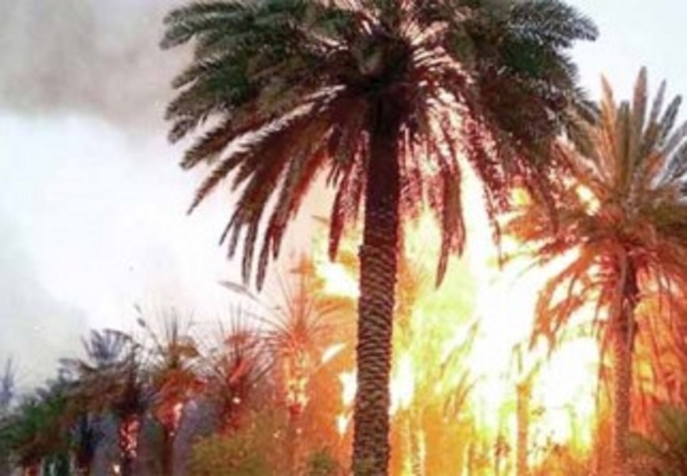 Ouargla:  Plus de 5 000 palmiers partis en fumée