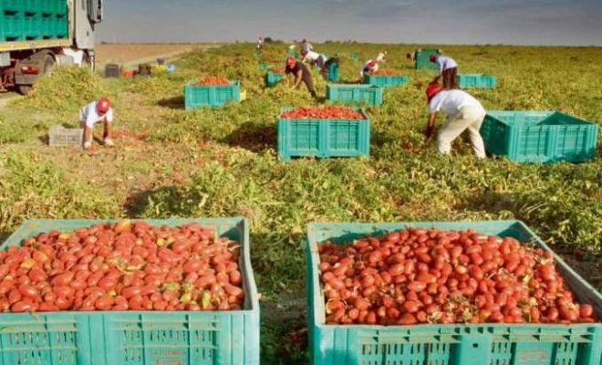 Protestation des producteurs de tomate industrielle à Guelma