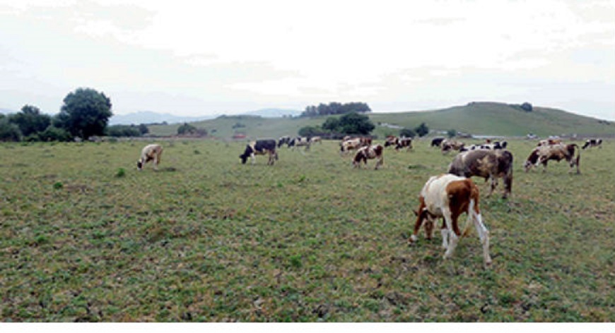 Une tradition qui s’installe d’année en année : Le village Imaloussen fête le lait