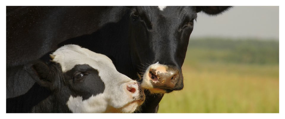 Pour un contrôle rigoureux des viandes importées : 250 vétérinaires mobilisés