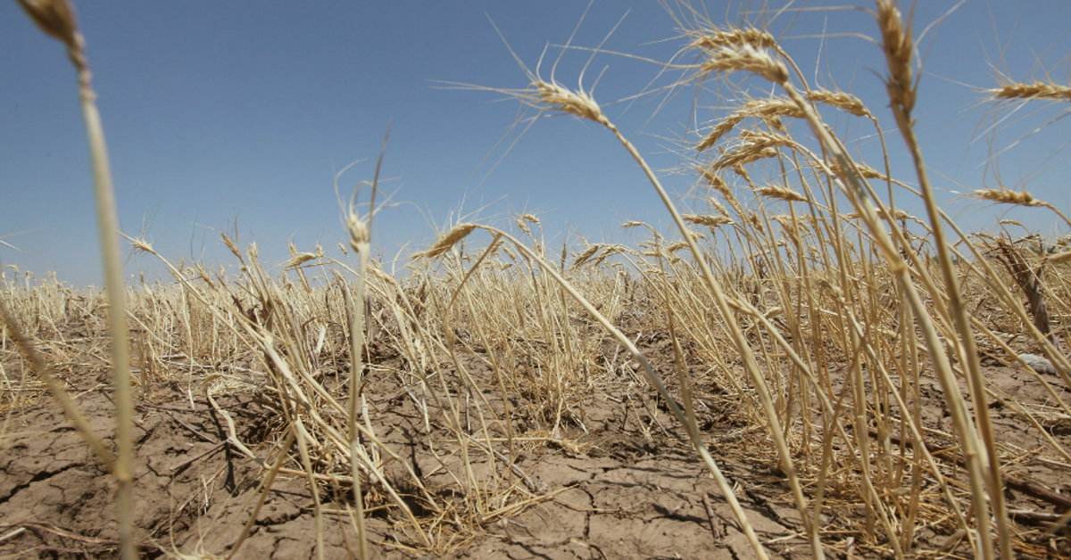 Algérie: Le recours aux variétés de céréales résistantes à la sécheresse, « une nécessité » (spécialistes)
