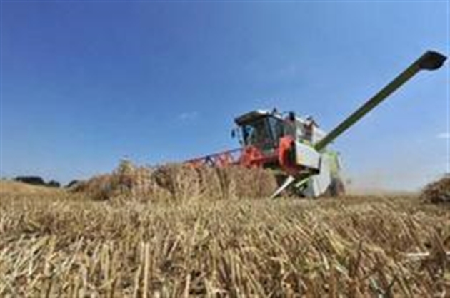 Guelma: 300 hectares de récolte de blé sauvés des flammes à la ferme Richi