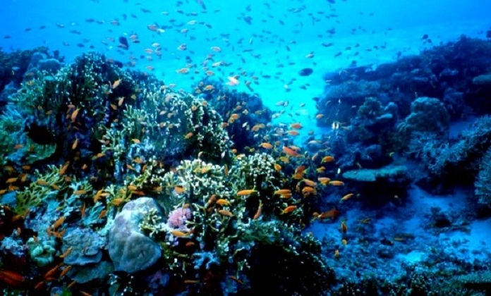 L&rsquo;Algérie prend 8 engagements volontaires pour la préservation des mers et des ressources marines