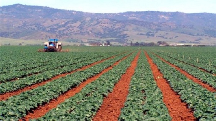 Ath Yenni (Tizi-Ouzou): les Croates intéressés par des échanges dans le secteur de l’agriculture