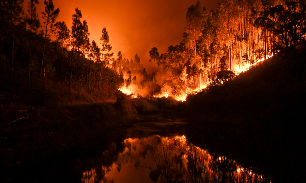 Au moins 57 morts dans un violent feu de forêt au Portugal
