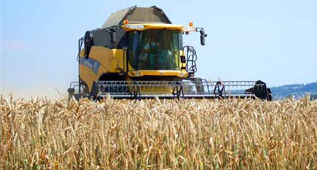 Les pluies de mai et de début juin ont été profitables: Surproduction céréalière à l’est du pays
