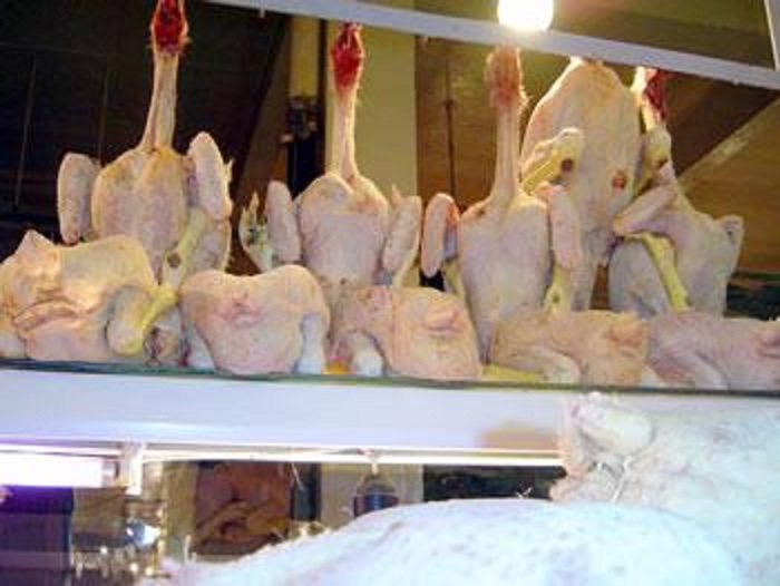 La pénurie des aliments de bétail: La filière avicole doit être modernisée