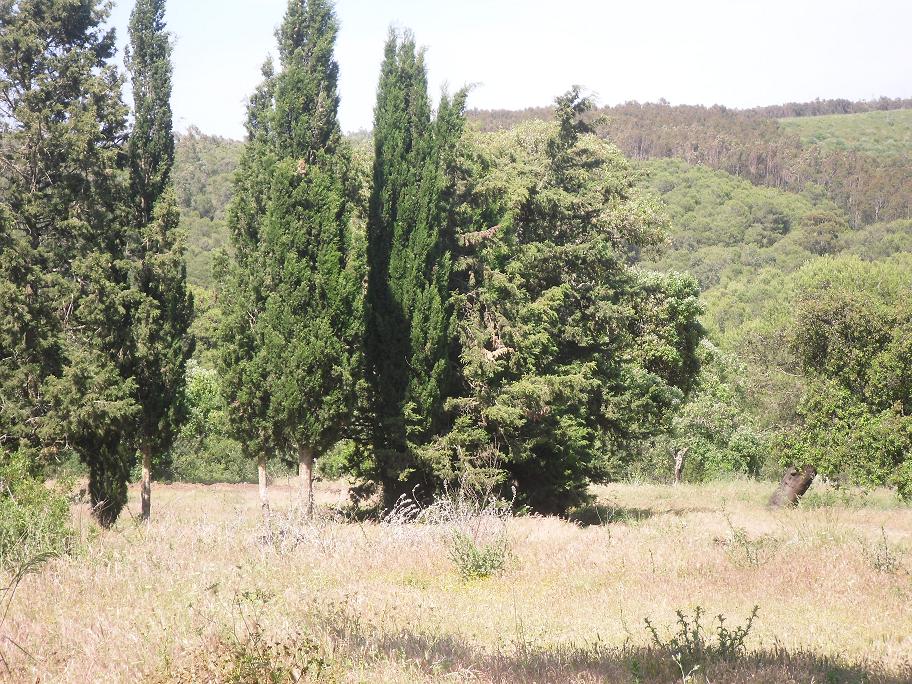 Les barbecues et les braseros interdits du 1er juin au 31 octobre: La forêt de M’sila, sous haute surveillance