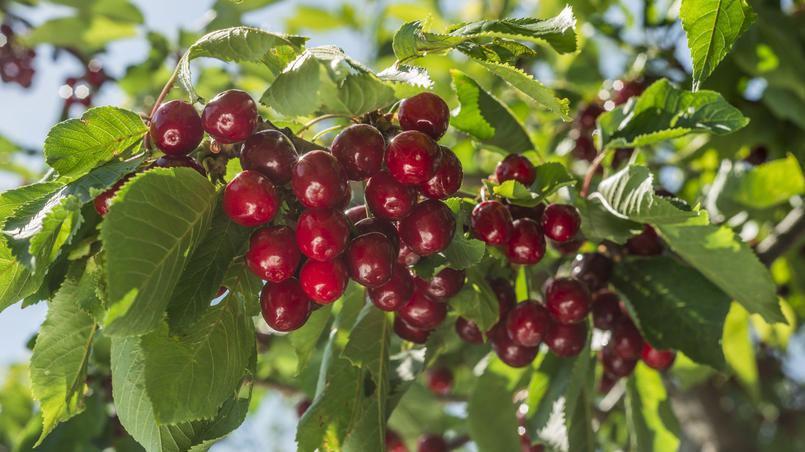 Village d&rsquo;Aït Allaoua (Tizi Ouzou): La fête de la cerise aura lieu les 15 et 16 juin