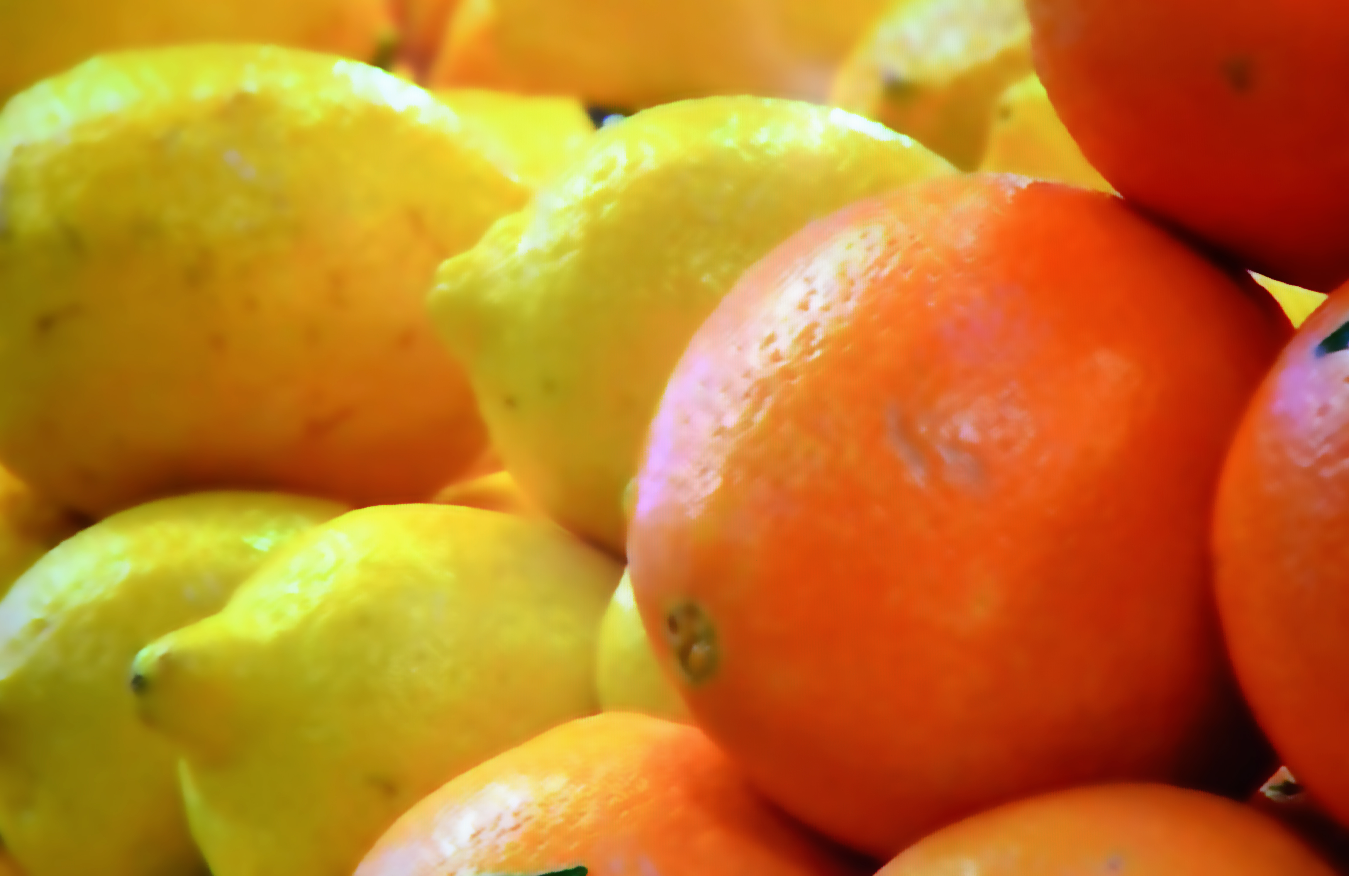 Boumerdès: Bonne saison agricole pour les agrumes