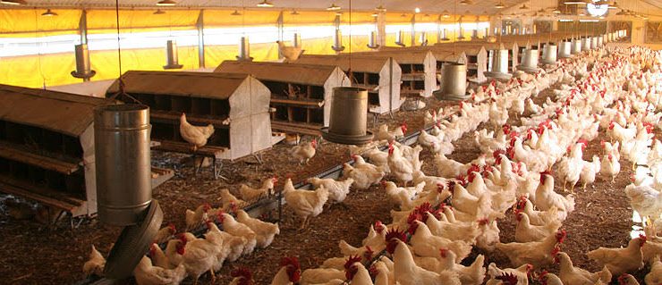 Algérie:Les producteurs d&rsquo;aliments de bétail et de volaille rassurés quant à la disponibilité des matières premières