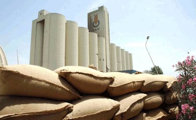 L&rsquo;OAIC seul organisme habilité pour accompagner les maïsiculteurs de la wilaya d’Adrar