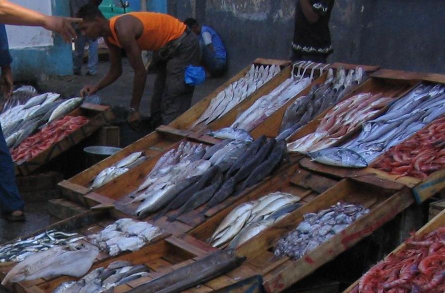 Légère baisse des prix du poisson bleu: Plus de 72 tonnes pôchées hier aux ports d&rsquo;Oran et d&rsquo;Arzew