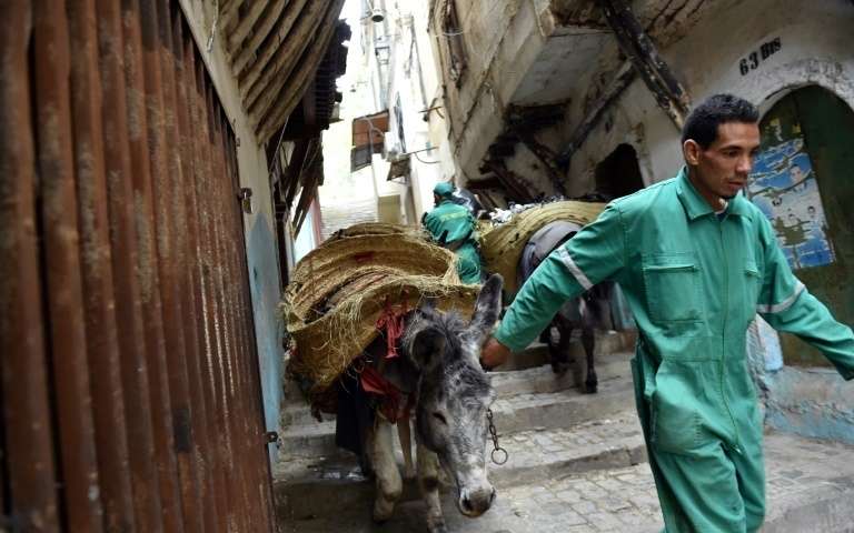 Alger: L&rsquo;âne, «camion-poubelle» de la Casbah depuis 5 siècles