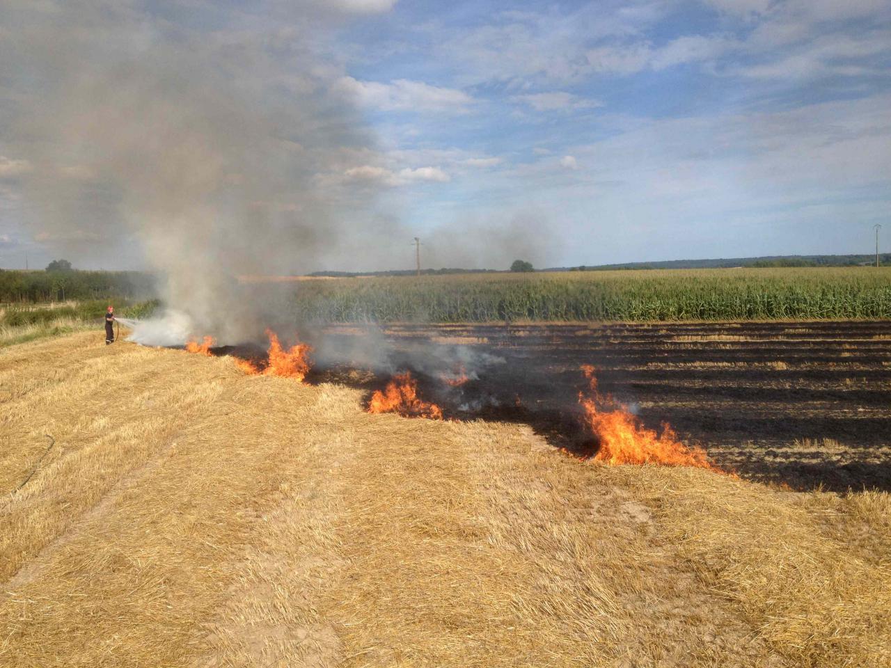 Près de 40 hectares de champs de blé ravagés par le feu à El Tarf