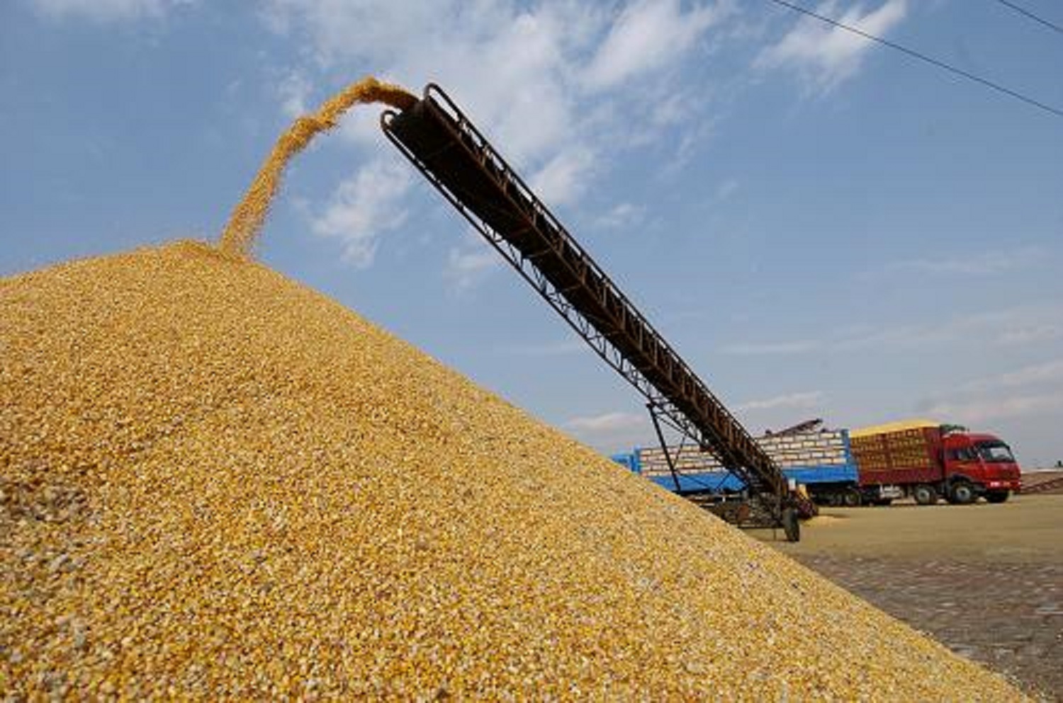 Algérie: Baisse considérable de la production céréalière dans la wilaya de Batna