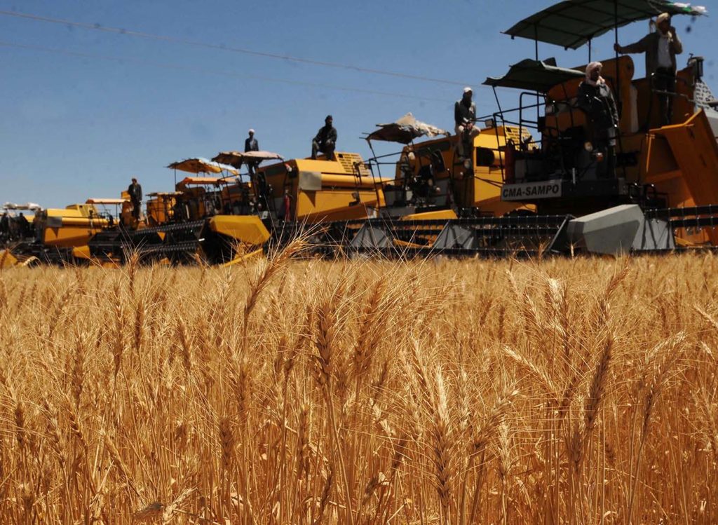 Algérie: Regain d’intérêt pour la céréaliculture ces dernières années dans la wilaya de Tizi-Ouzou