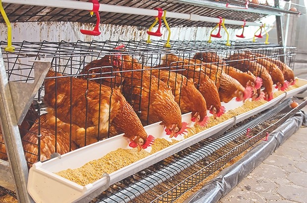 En raison de la baisse des stocks: Hausse de plus de 10% des prix des aliments de bétail