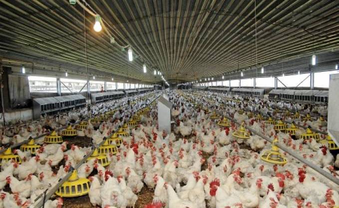 Rupture des stock à l’Est du pays: Le SOS des producteurs et des éleveurs